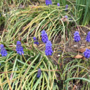 ヒメ日記 2024/03/20 08:44 投稿 島田恵 五十路マダム宇都宮店(カサブランカグループ)