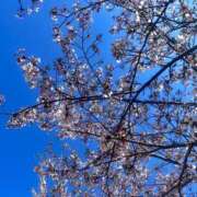 ヒメ日記 2025/04/13 00:16 投稿 『　朋佳・ともか　』♡E Fancy～ファンシー～