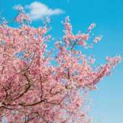 ヒメ日記 2025/03/29 05:56 投稿 『　桃香・ももか　』♡E Fancy～ファンシー～