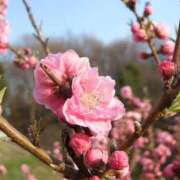 ヒメ日記 2025/04/01 07:26 投稿 『　桃香・ももか　』♡E Fancy～ファンシー～