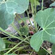 ヒメ日記 2025/10/11 08:26 投稿 『　桃香・ももか　』♡E Fancy～ファンシー～