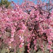 ヒメ日記 2026/03/28 18:06 投稿 『　清美・きよみ　』♡A Fancy～ファンシー～