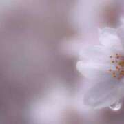 ヒメ日記 2025/04/13 15:40 投稿 土田友美 五十路マダム　和歌山店