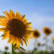 ヒメ日記 2025/07/19 09:06 投稿 土田友美 五十路マダム　和歌山店