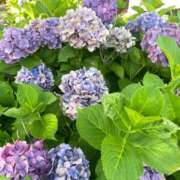 ヒメ日記 2025/06/30 10:17 投稿 さき 渋谷平成女学園