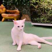 ヒメ日記 2025/04/16 12:08 投稿 ゆづ タレント倶楽部アダルト