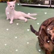 ヒメ日記 2025/08/01 20:30 投稿 ゆづ タレント倶楽部アダルト