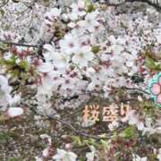 ヒメ日記 2026/04/20 17:18 投稿 めい マドンナ浜松町
