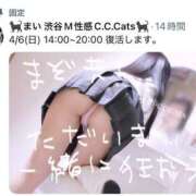 ヒメ日記 2025/04/02 12:46 投稿 まい C.C.CATS