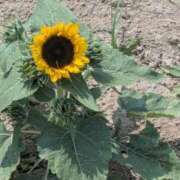 ヒメ日記 2025/08/28 14:45 投稿 りんか モアグループ春日部人妻城