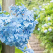 ヒメ日記 2025/06/01 21:10 投稿 みひろ 人妻の秘密成田店