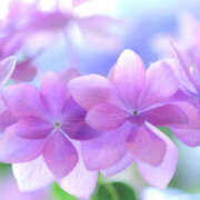 ヒメ日記 2025/06/15 21:30 投稿 みひろ 人妻の秘密成田店