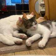 れいら お願い🐼✨ アラモード