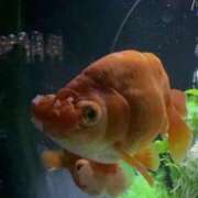 ヒメ日記 2025/08/17 09:25 投稿 あおい 奥鉄オクテツ神奈川店（デリヘル市場グループ）