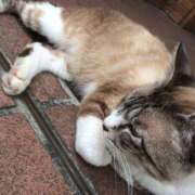 ヒメ日記 2025/06/06 00:19 投稿 とわ 大阪和泉ちゃんこ