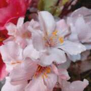 ヒメ日記 2025/03/20 10:38 投稿 あい 出会い系人妻ネットワーク さいたま～大宮編