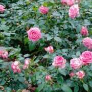 ヒメ日記 2025/06/04 12:21 投稿 あい 出会い系人妻ネットワーク 春日部〜岩槻編