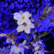 ねお やっと夜桜みれた🥺🩷 ラブコレ