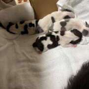 ヒメ日記 2025/11/20 13:30 投稿 かなみ ぽっちゃり巨乳専門店 町田相模原ちゃんこ