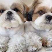 ヒメ日記 2025/12/21 11:30 投稿 かなみ ぽっちゃり巨乳専門店 町田相模原ちゃんこ