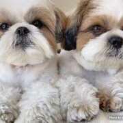 ヒメ日記 2025/12/27 07:15 投稿 かなみ ぽっちゃり巨乳専門店 町田相模原ちゃんこ