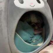 ヒメ日記 2025/12/28 01:09 投稿 かなみ ぽっちゃり巨乳専門店 町田相模原ちゃんこ