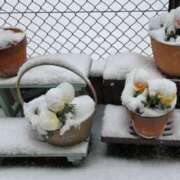 ヒメ日記 2026/02/08 08:57 投稿 かなみ ぽっちゃり巨乳専門店 町田相模原ちゃんこ