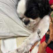 ヒメ日記 2026/02/25 03:53 投稿 かなみ ぽっちゃり巨乳専門店 町田相模原ちゃんこ