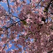 みつる 錦糸町深夜出勤〜🌸🌸🌸 世界のあんぷり亭 新宿総本店