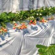 ヒメ日記 2025/01/14 20:04 投稿 カナエ 月兎（GET）