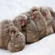 ヒメ日記 2025/02/19 15:47 投稿 カナエ 月兎（GET）