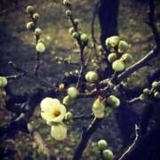 ヒメ日記 2025/02/20 18:06 投稿 カナエ 月兎（GET）