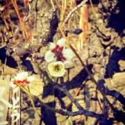 ヒメ日記 2025/02/26 15:30 投稿 カナエ 月兎（GET）