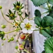 ヒメ日記 2025/03/03 18:18 投稿 カナエ 月兎（GET）