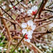 ヒメ日記 2025/03/04 18:18 投稿 カナエ 月兎（GET）