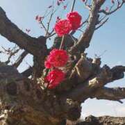 ヒメ日記 2025/03/05 15:27 投稿 カナエ 月兎（GET）