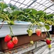 ヒメ日記 2025/03/10 21:30 投稿 カナエ 月兎（GET）