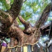 ヒメ日記 2025/03/13 18:04 投稿 カナエ 月兎（GET）