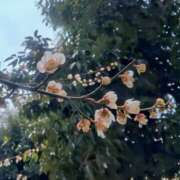 ヒメ日記 2025/03/14 18:23 投稿 カナエ 月兎（GET）