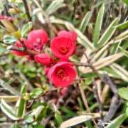 ヒメ日記 2025/03/21 18:25 投稿 カナエ 月兎（GET）