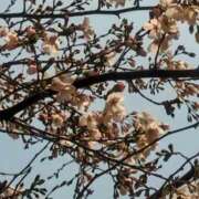 ヒメ日記 2025/03/26 15:21 投稿 カナエ 月兎（GET）