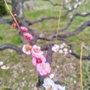 ヒメ日記 2025/03/31 19:49 投稿 カナエ 月兎（GET）