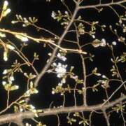 ヒメ日記 2025/04/02 15:21 投稿 カナエ 月兎（GET）