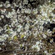 ヒメ日記 2025/04/07 18:33 投稿 カナエ 月兎（GET）