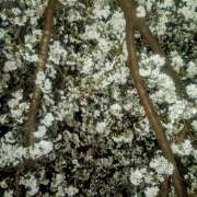 ヒメ日記 2025/04/08 18:07 投稿 カナエ 月兎（GET）