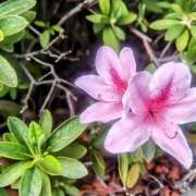 ヒメ日記 2025/04/11 20:20 投稿 カナエ 月兎（GET）