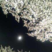 ヒメ日記 2025/04/14 19:42 投稿 カナエ 月兎（GET）