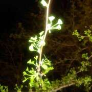 ヒメ日記 2025/04/16 17:44 投稿 カナエ 月兎（GET）