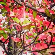 ヒメ日記 2025/04/24 19:10 投稿 カナエ 月兎（GET）