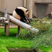 ヒメ日記 2025/04/30 21:14 投稿 カナエ 月兎（GET）